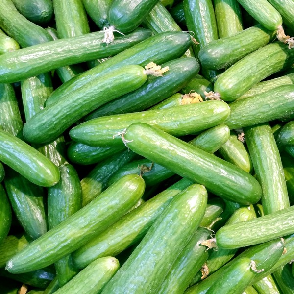 Pepino fresco